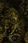 Azathoth I