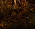 Dunwich Horror - Detail