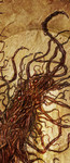 Roots Detail