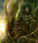 Cephalolisa - Detaim