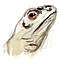 Lizard - Madagascar 2001