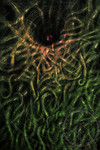 Elder